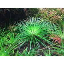 Image result for Eriocaulon cinereum
