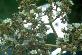Image result for Harungana madagascariensis