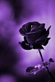 Black And Purple Roses Pin By Kristy Harvey On Purple Etc Black Rose Black Flowers Shades Of Black