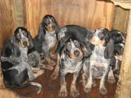 Yorkie puppies for sale, teddy bear pomeranians for sale. Black And Tan Coonhound Puppies For Sale