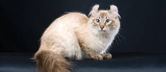 They were free, expect for the spaying cost and vet expenses. Meet The White Cat Breeds Petfinder