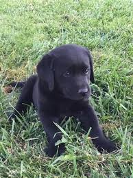 English lab puppies f ko. Labrador Puppies And Dogs For Sale Pets Classifieds Oregonlive Com
