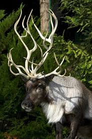40 Beautiful Pictures Of Animals With Horns Animals Unusual Animals Animals Beautiful