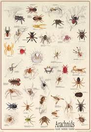 Arachnids Types Of Spiders Animal Identification Education Poster 27x3 Bananaroad Types Of Spiders Pet Spider Arachnids