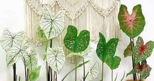 Gambar keris, wayang, dan orang menggali. Dulu Tanaman Liar Jenis Bunga Keladi Mahal Bisa Rp 4 Jutaan Popmama Com