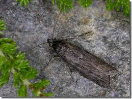 Image result for Pyla fusca