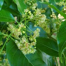 Image result for Swietenia