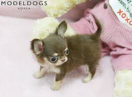 Now This One Is Mine See The Right Amount Of Fluffandpuff Just Being Pamper Queen For Sure Not Trhophy Bayi Hewan Lucu Hewan Lucu Bayi Hewan