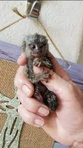 Pin On Baby Monkey Pet
