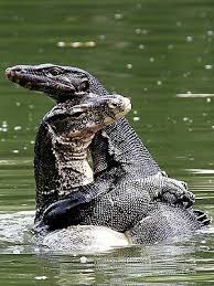 The Daily Treat Monitor Lizards Just Want To Hug It Out Okay Reptiles Pet Monitor Lizard Reptiles And Amphibians