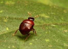 A Ruby Colored Lilliputian Beetle Possibly The Second Smallest Beetle In South America Was Also Found In Suriname Animal Species Species Rainforest Pictures