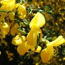 Image result for Acacia montigena