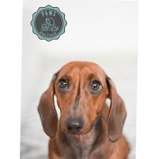 Maybe you would like to learn more about one of these? Paws Pet Food Grain Free Pet Food Free Delivery Paws Pet Food Penyffordd Grain Free Super Food Free Delivery