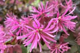 Image result for Hamamelidaceae