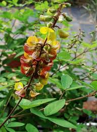 Image result for Argyrolobium tomentosum
