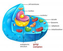 Golgi Complex In Animal Cell Celula Animal Celula Animal Comestivel Maquete Celula Animal