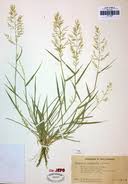 Image result for Eragrostis membranacea