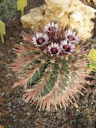 Ferocactus Recurvus Afr 8 Cactus How To Find Out Greek Words