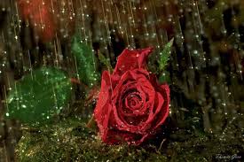 Free download for your desktop rain pictures rain wallpapers rain. Valentines Nature Flowers Drops Rain Storm Rose Petals Romantic Mood Wallpapers Hd Desktop And Mobile Backgrounds