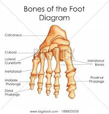 Medical Education Chart Of Biology For Bones Of Foot Diagram