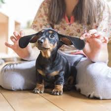 If you notice hair loss, itching, biting, or excessive rubbing you will want to thoroughly go over your doxie to try and find the cause of. 13 Dogs With Big Ears Basset Hounds French Bulldogs And More