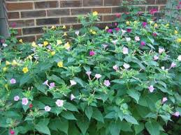 Seeds can germinate in about 5 to 10 days. Four O Clocks Flower Memories Of My Youth They Grew All Around Our Front Porch Clock Flower Front Flower Beds Trees To Plant