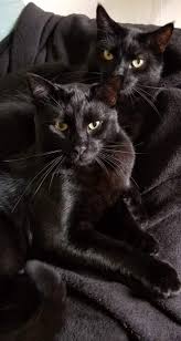 What Do You Think Blackcats Catslover Blackcats Catslover Katzen Susse Tiere Schonen Katzen