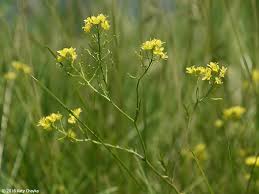 Image result for Rorippa nudiuscula