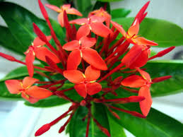 Image result for Ixora fastigiata