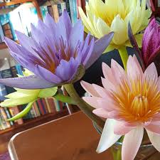 Maybe you would like to learn more about one of these? Water Lily Cut Flowers Perth The Lily Farm