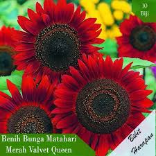 Cara menanam bunga matahari dari biji di polybag dengan pupuk sederhana + informasi penting opt. Jual Bibit Benih Biji Bunga Matahari Merah Valvet Queen Sun Flower Di Lapak Bibit Harapan Bukalapak