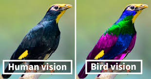 This Is How Birds See The World As Compared To Humans And It S Pretty Amazing Female Of The Species Bird Human