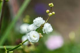 Image result for Alismataceae