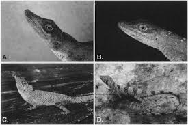 Image result for Anolis punctatus