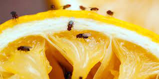 Reddish brown tiny flying bugs in house attracted to light. How To Get Rid Of Gnats 5 Ways This Old House