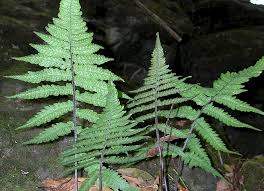 Image result for Deparia