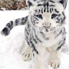 Baby White Tiger On Tumblr