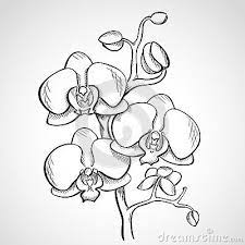 Sketch Orchid Branch Orchid Drawing Flower Drawing Outline Drawings