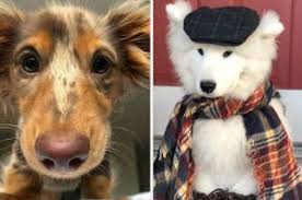 Show me pictures of cute dogs. Cute Dogs