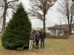 Learn how to spot a norway spruce tree and discover some of its uses and history. New Norway Spruce Planted On Town Green 5807 Good Morning Wilton