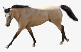 The kansas buckskin horse association is what you're looking for! Horse Transparent Buckskin Buckskin Horse With White Background Hd Png Download Transparent Png Image Pngitem