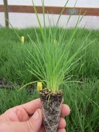 Image result for Koeleria