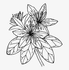 Download Svg Library Stock Line Art Rhododendron Free Commercial Azalea Flower Clipart Black And White Transparent Png 665x750 Free Download On Nicepng