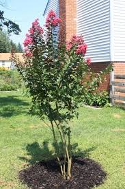How To Propagate Crepe Myrtle Trees Crepe Myrtle Trees Myrtle Tree Small Trees For Garden
