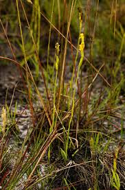 Image result for Platycoryne