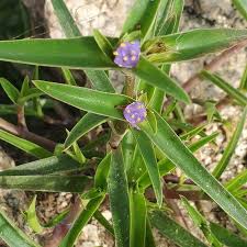 Image result for Cyanotis lanata