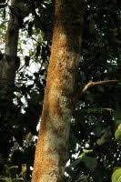 Image result for Hunteria congolana