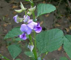 Image result for Crotalaria oocarpa