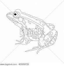 Smiling meme illustration, internet meme internet troll rage comic trollface, troll, face. Frog Drawing Frog Vector Photo Free Trial Bigstock