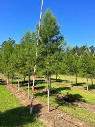 Image result for Autumn Gold Light 1983 Caloric